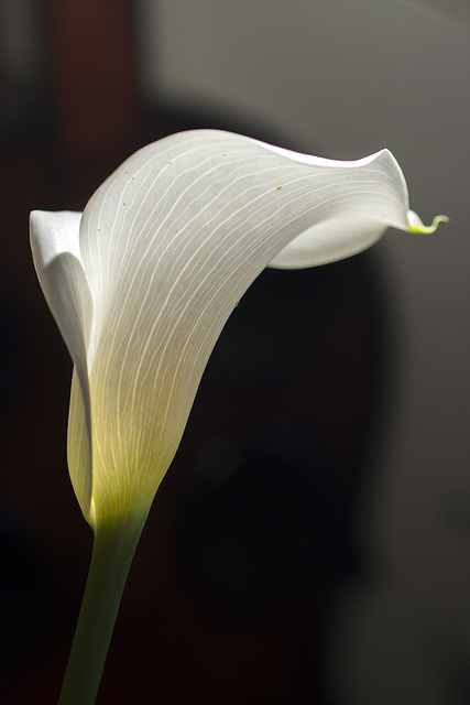 February Calla Lilly