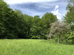 DE - Altenahr - Im Langfigtal