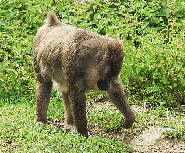 20210729 2139CPw [D~OS] Drill (Mandrillus leucophaeus), Zoo Osnabrück