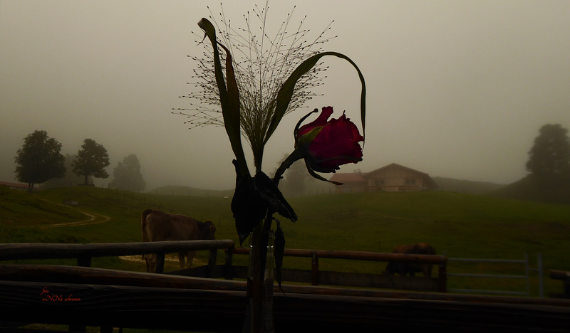 Rose im Nebel