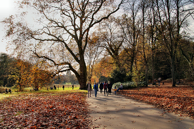Herbst im Rombergpark (Dortmund-Brünninghausen) / 8.11.2020