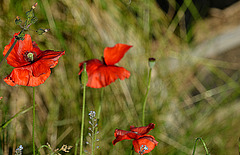 Papaver