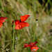 Papaver