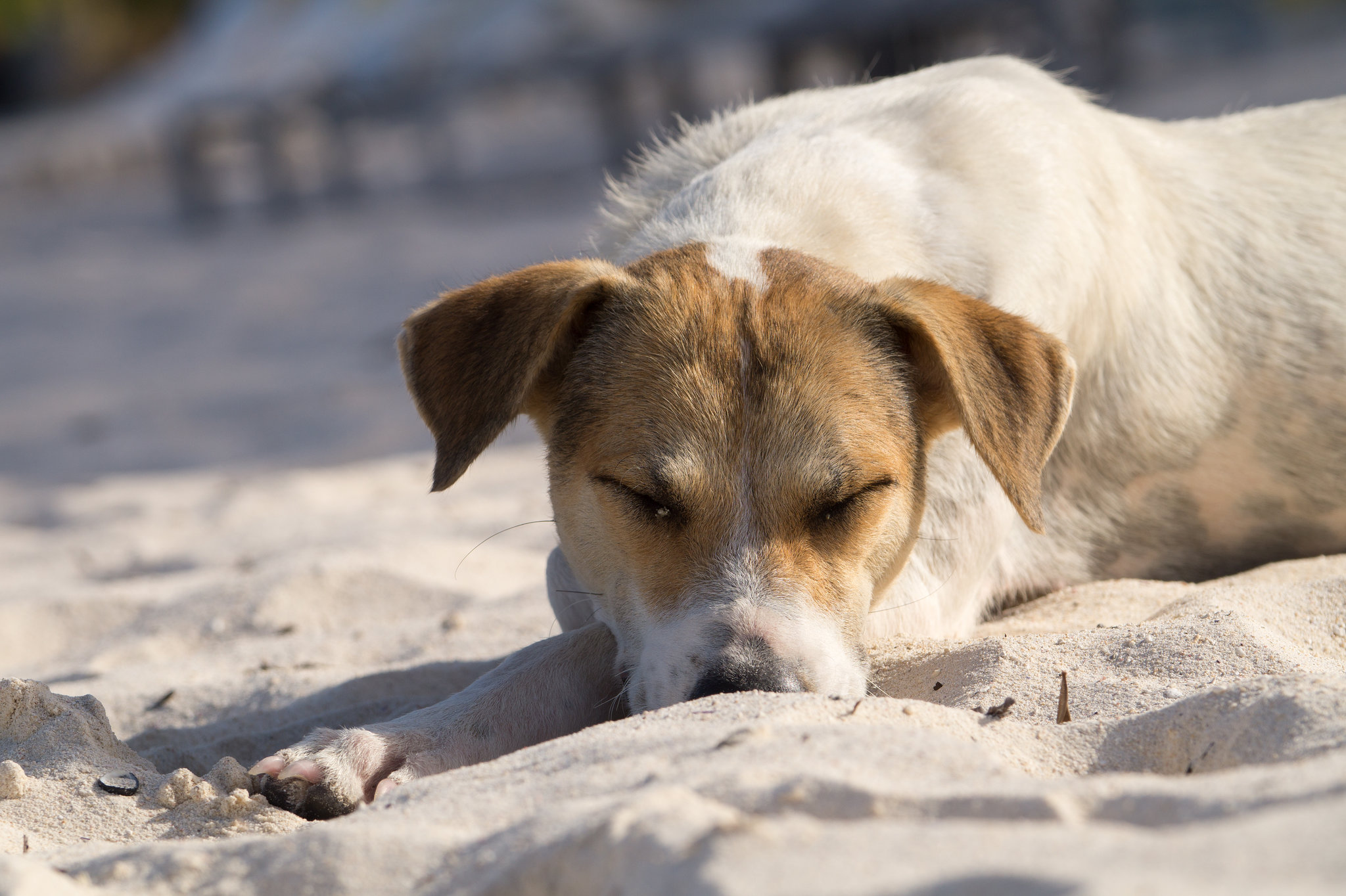 Mauritius Straßenhund DSC08509