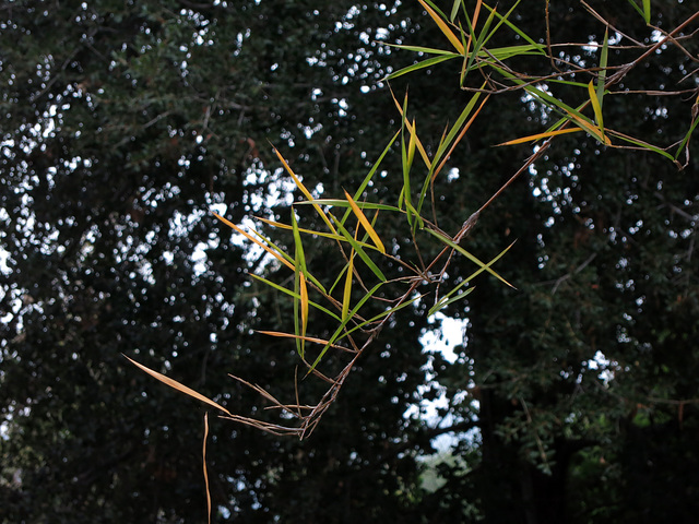 L.A. County Arboretum (1038)