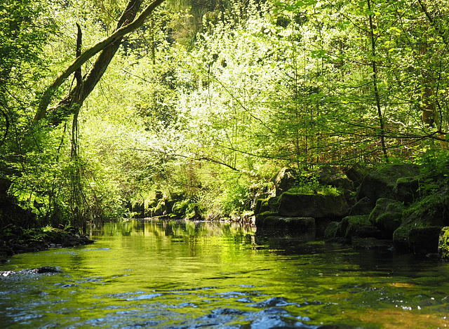 Schwarzwaldbach