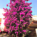 The beautiful bouganvillea climbing the walls