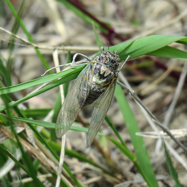 Cicada