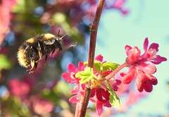 Eine Hummel im Anflug