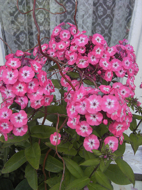 Phlox