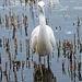 Little egret