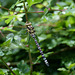 Southern Hawker Dragonfly