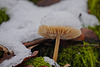 Schneehütchen - Little Snow Hat