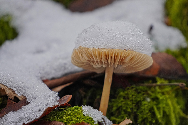 Schneehütchen - Little Snow Hat