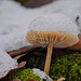 Schneehütchen - Little Snow Hat