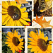 Hummel und Schwebfliege
