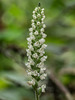 Goodyera pubescens (Downy Rattlesnake Plantain orchid)