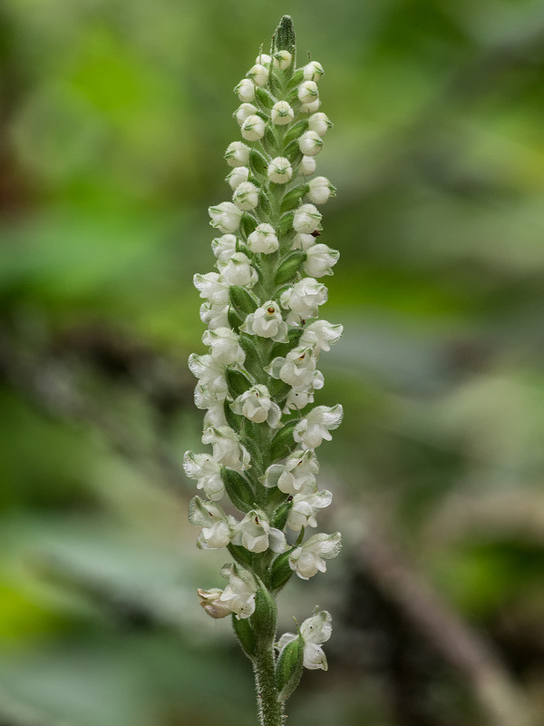 Goodyera pubescens (Downy Rattlesnake Plantain orchid)