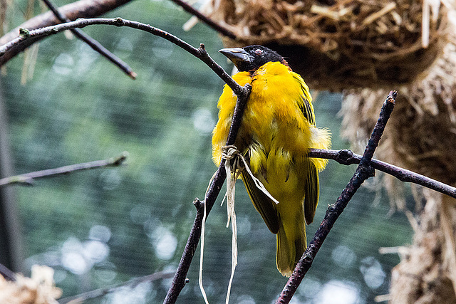 20160812 2182VRAw [D~ST] Textor-Weber (Textor cucullatus), Zoo Rheine