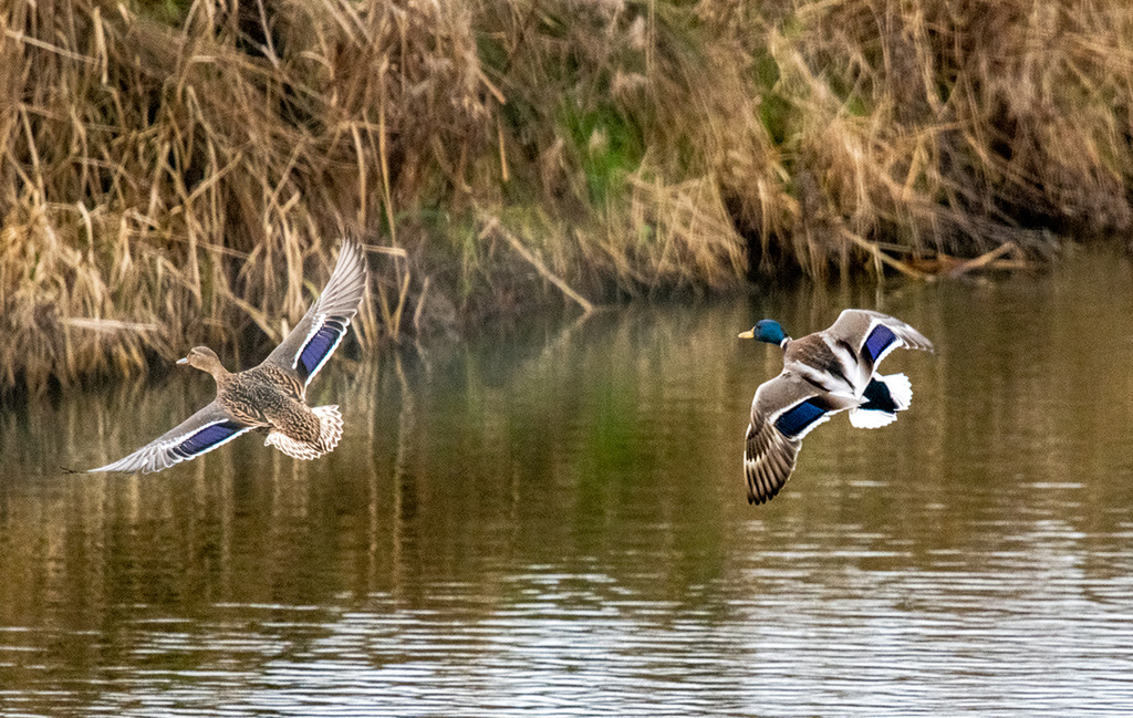 Mallards