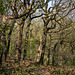 Shire Hill Wood: Sessile Oak