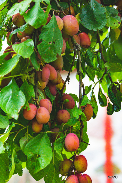 Victoria Plums ready for picking