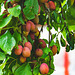 Victoria Plums ready for picking