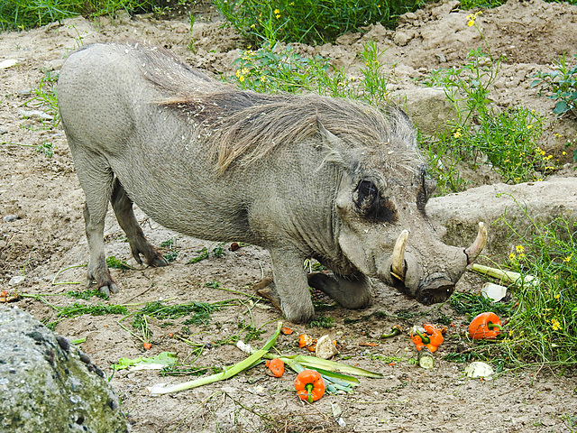 20210729 2142CPw [D~OS] Warzenschwein, Zoo Osnabrück