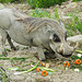 20210729 2142CPw [D~OS] Warzenschwein, Zoo Osnabrück