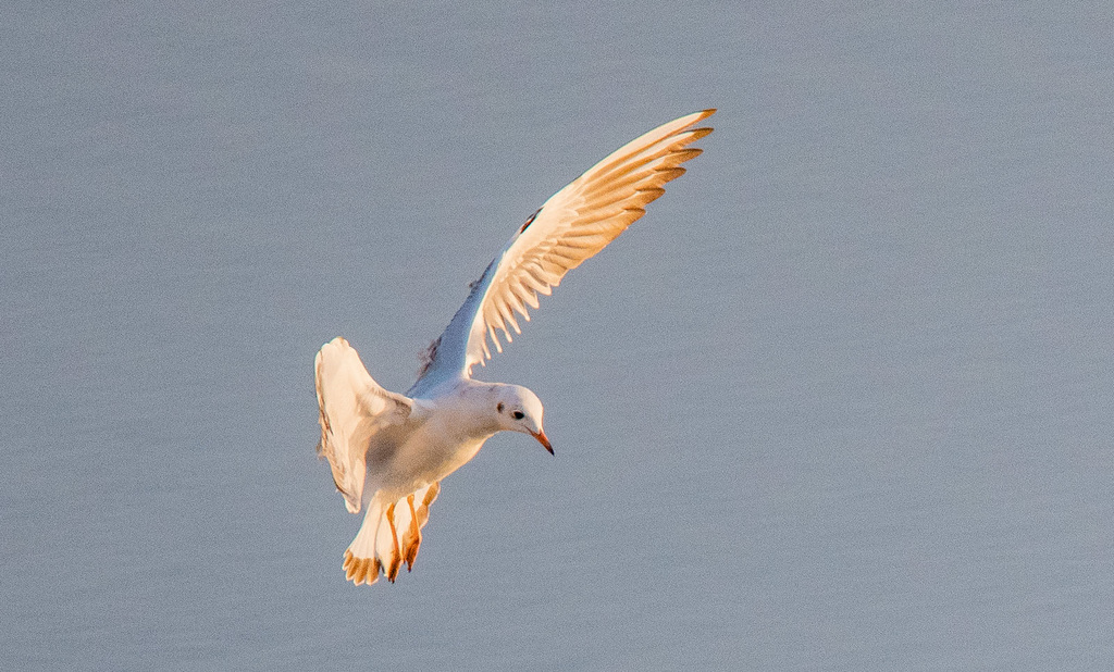 Gull in flight