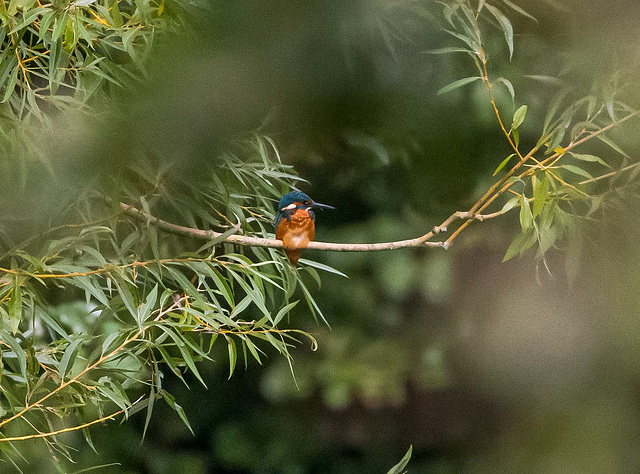 Kingfisher