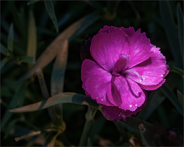 die zweite Blüte der Gartennelken