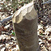 Tree stump left by beavers