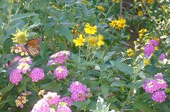 FIRST MONARCH BUTTERFLY OF THE YEAR ON WAY BACK TO MEXICO TO OVER WINTER