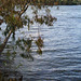 Eucalyptus leaning over the water.