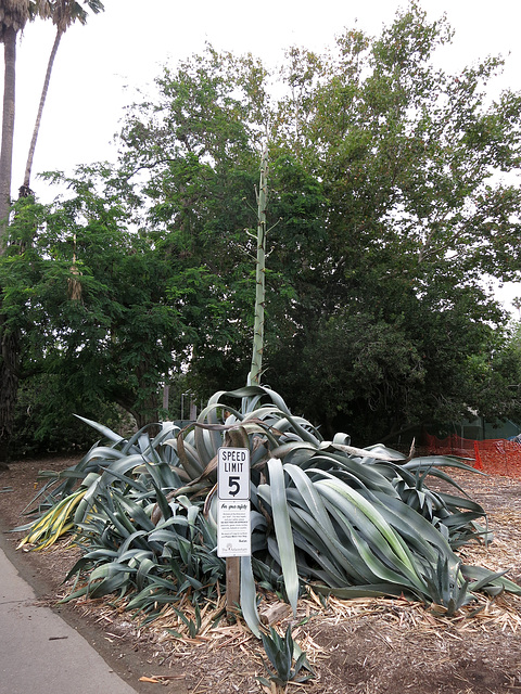 L.A. County Arboretum (1025)