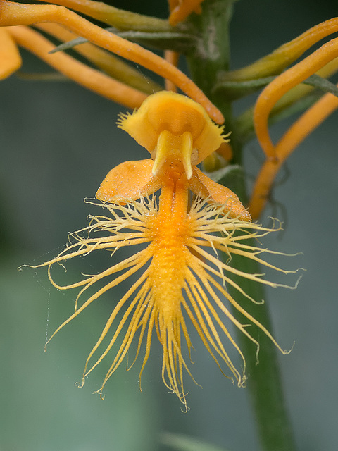 Platanthera ciliaris (Yellow Fringed orchid)