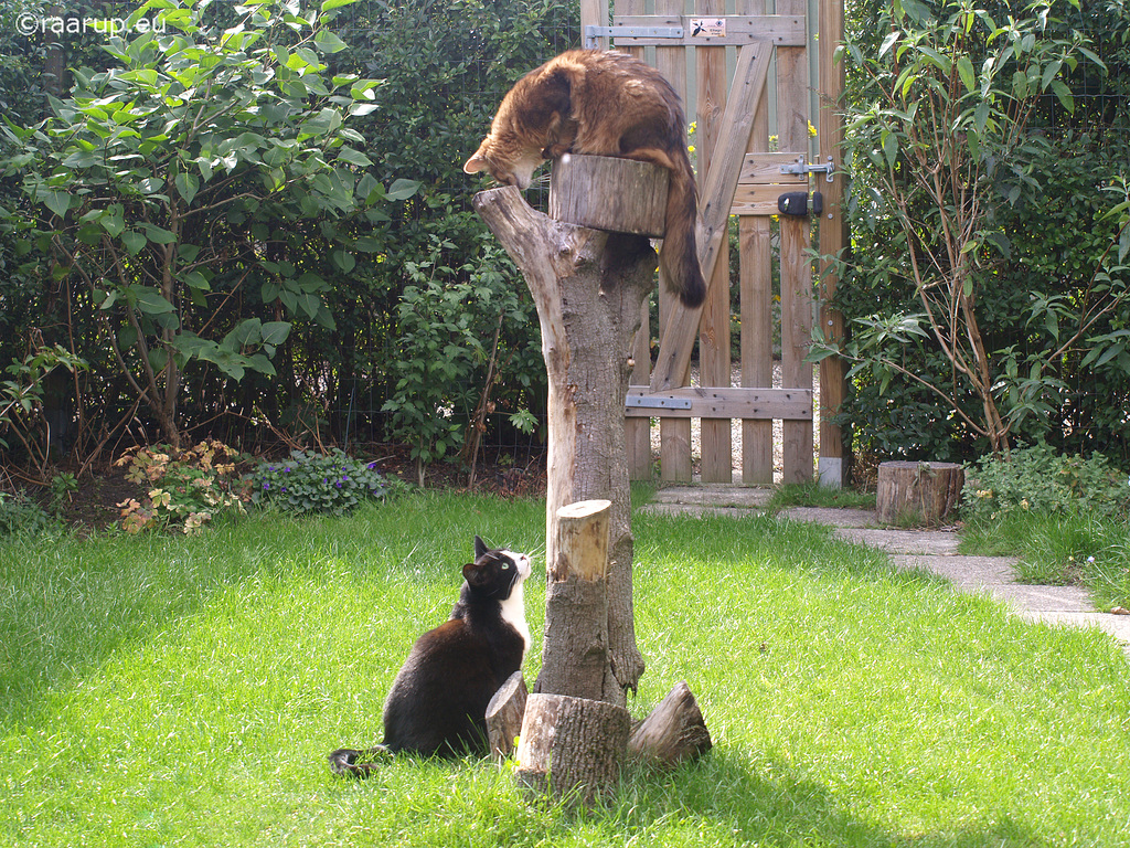 Rags and Snow White playing on stump, 3