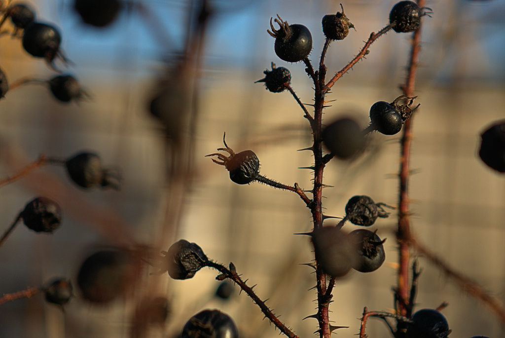 Wintered Berries