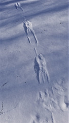 Von wem sind diese Spuren im Schnee?