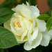 une rose blanche pour vous