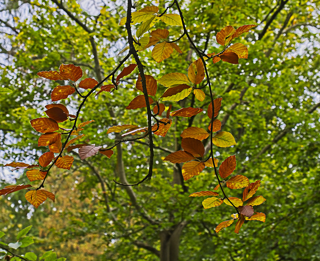 The Beginning of Autumn