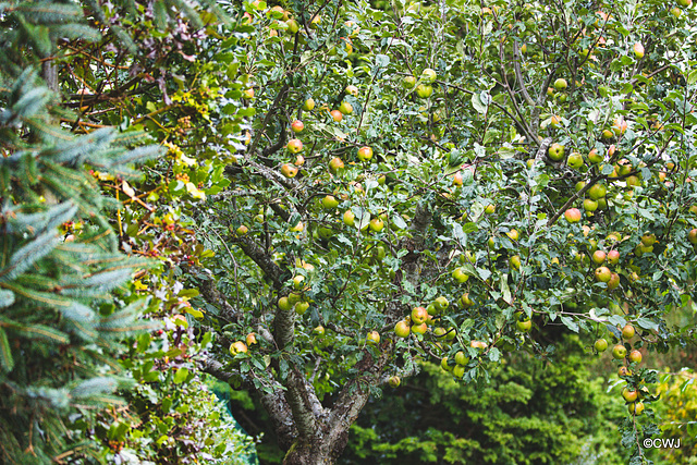 Eating apples