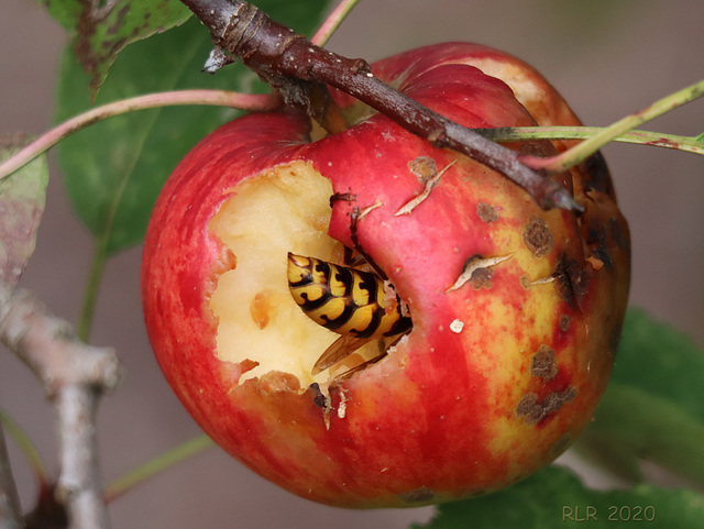 Happy Macro Monday: Herbst im Garten