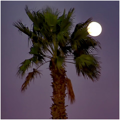 HURGADA : una vera palma crea una eclisse di luna - siamo sulla costa dell'Africa, è quasi buio .
