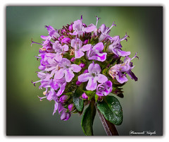 Thymian Blüte