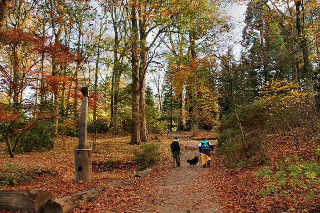 Herbstlicher Rombergpark (Dortmund-Brünninghausen) / 8.11.2020