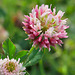 Trifolium pratense