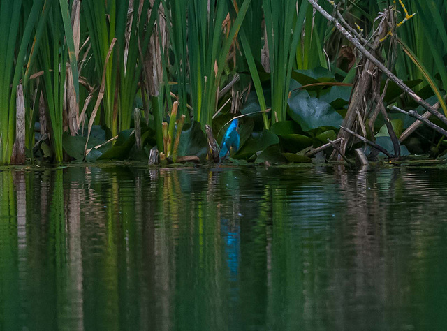 Kingfisher diving