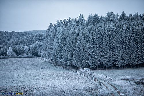 Dans les Ardennes